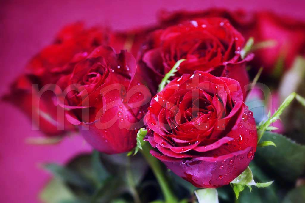 Фотообои Красные розы с большими бутонами